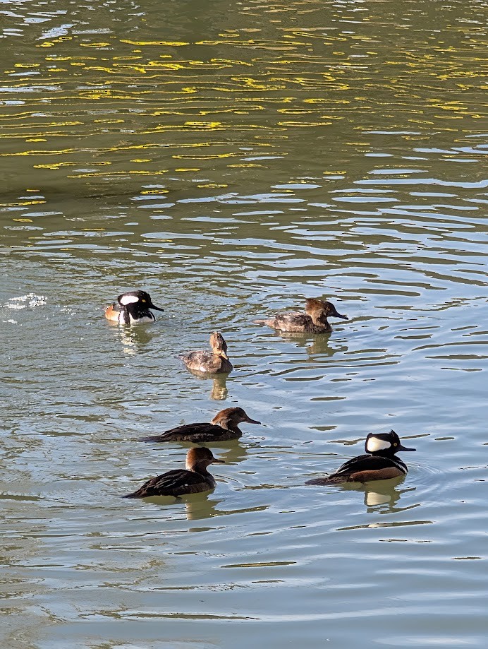 Hooded Merganser - ML642261063