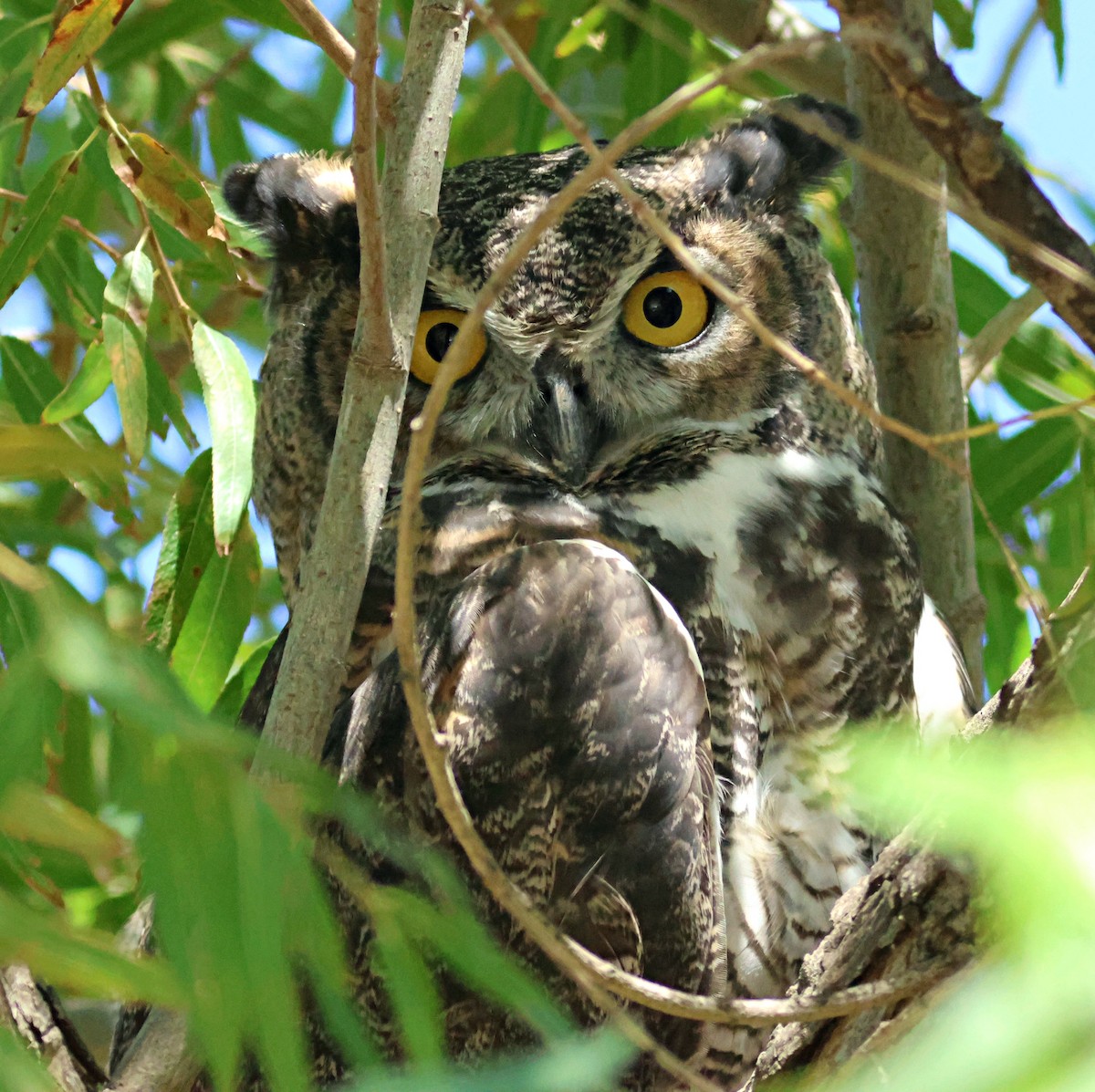 Great Horned Owl - ML642261068