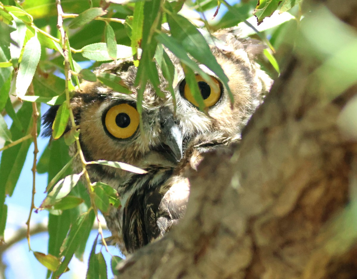 Great Horned Owl - ML642261071