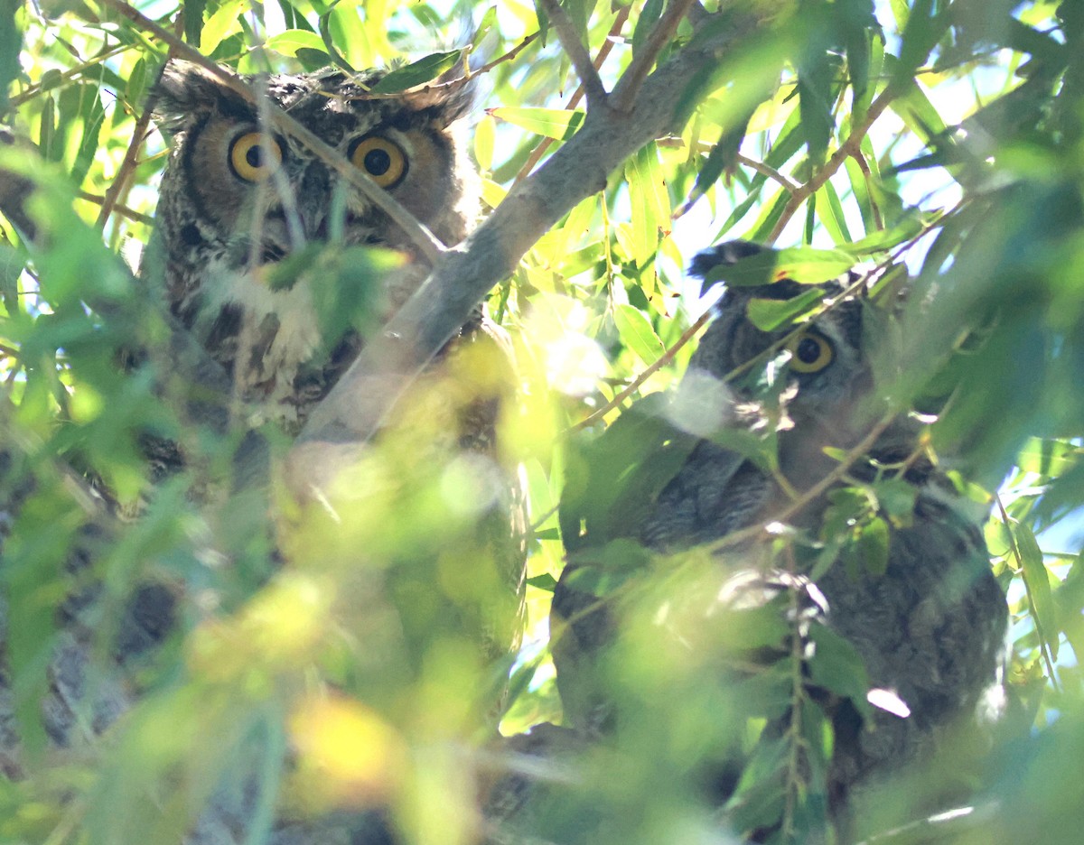 Great Horned Owl - ML642261072