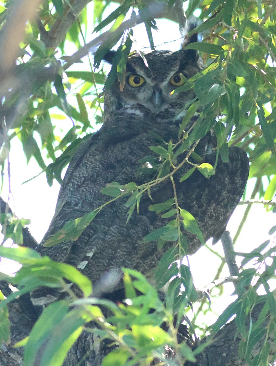 Great Horned Owl - ML642261073