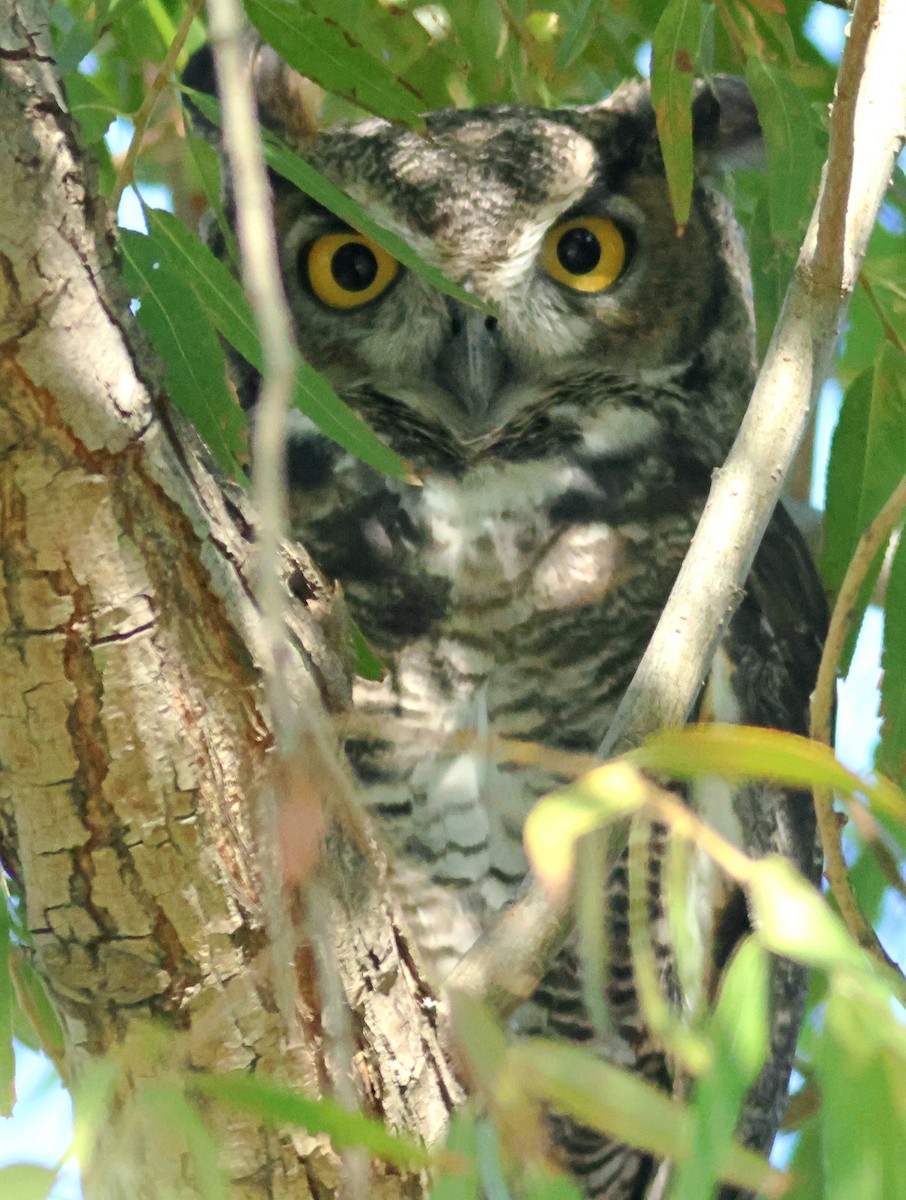 Great Horned Owl - ML642261077