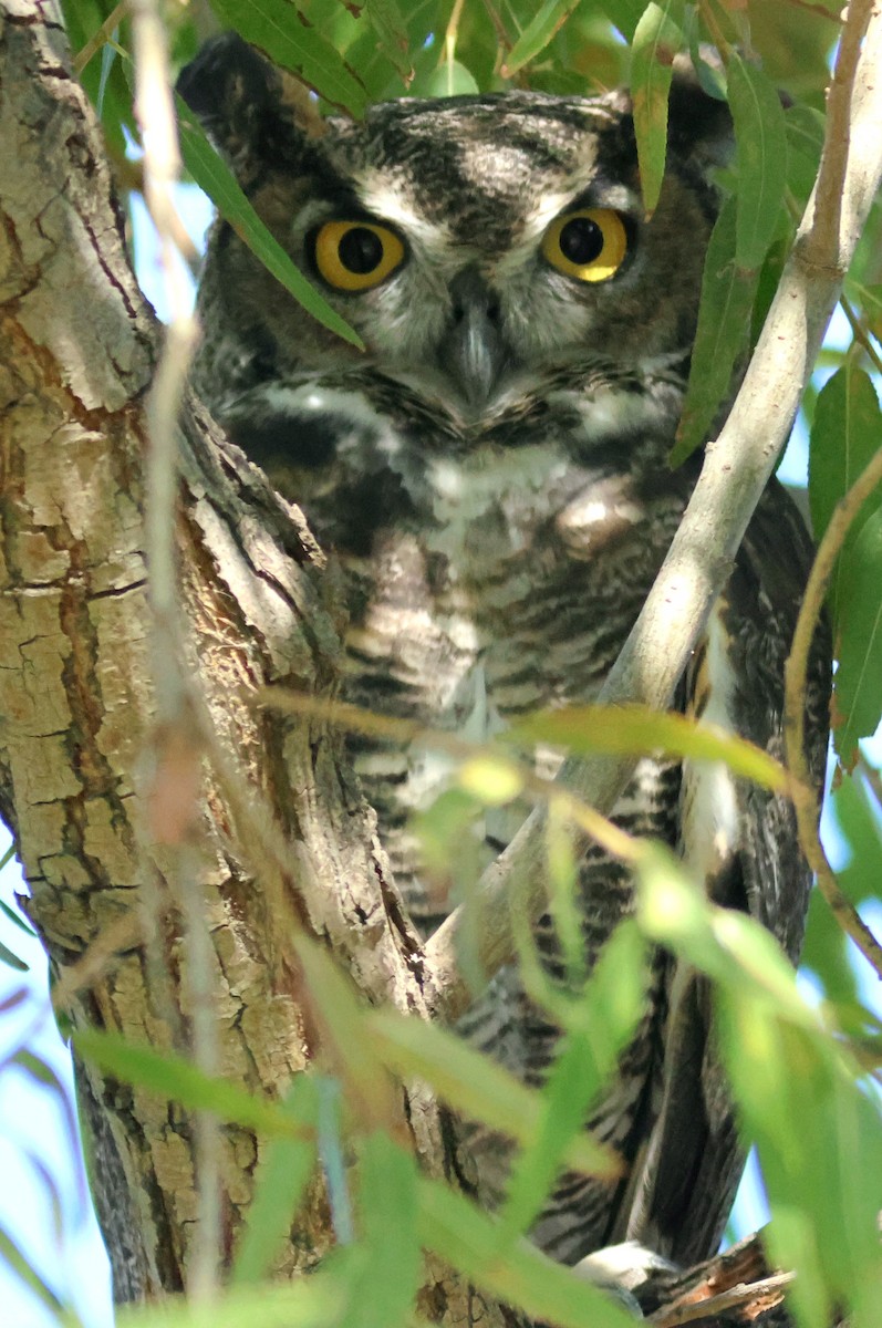 Great Horned Owl - ML642261079