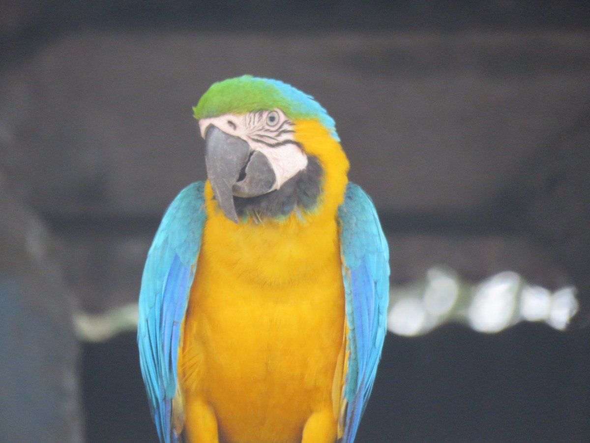 ルリコンゴウインコ - ML642261093