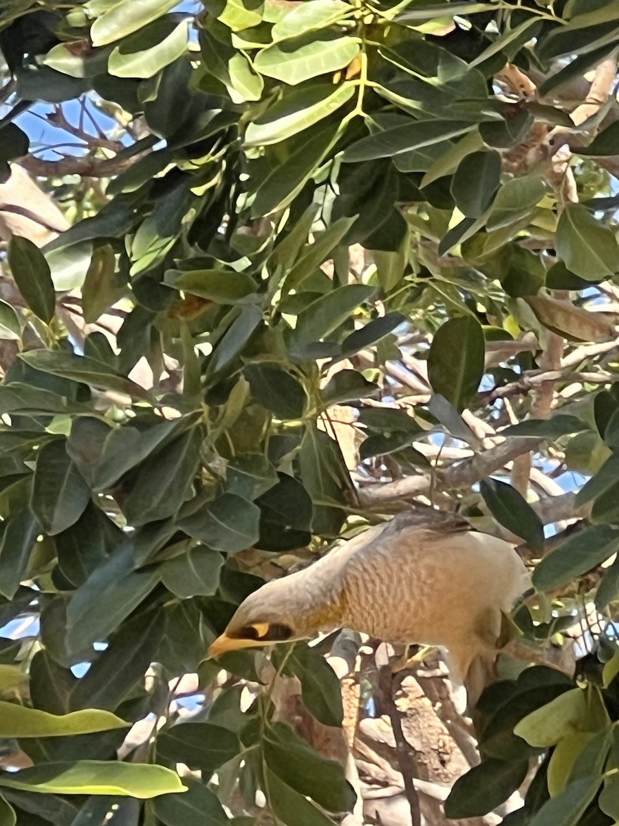 Yellow-throated Miner - ML642261094