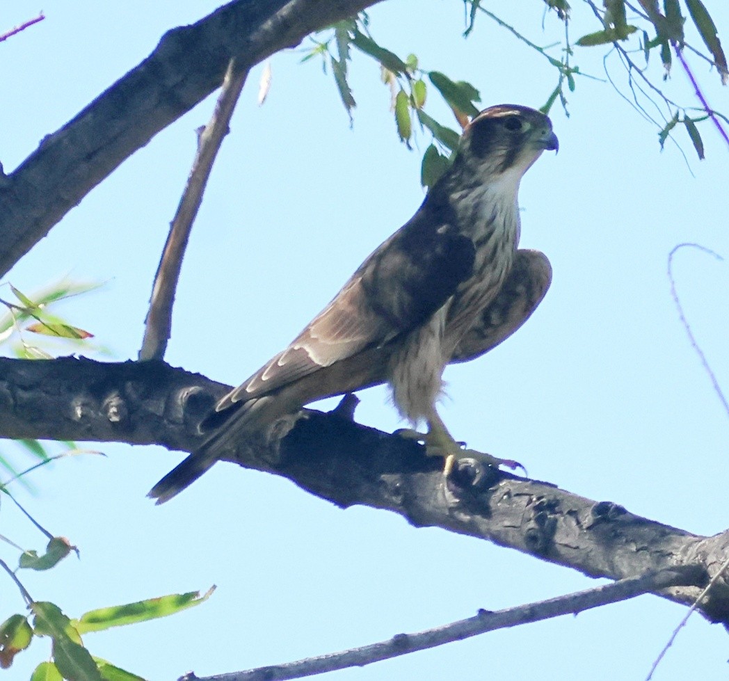 Merlin - ML642261099