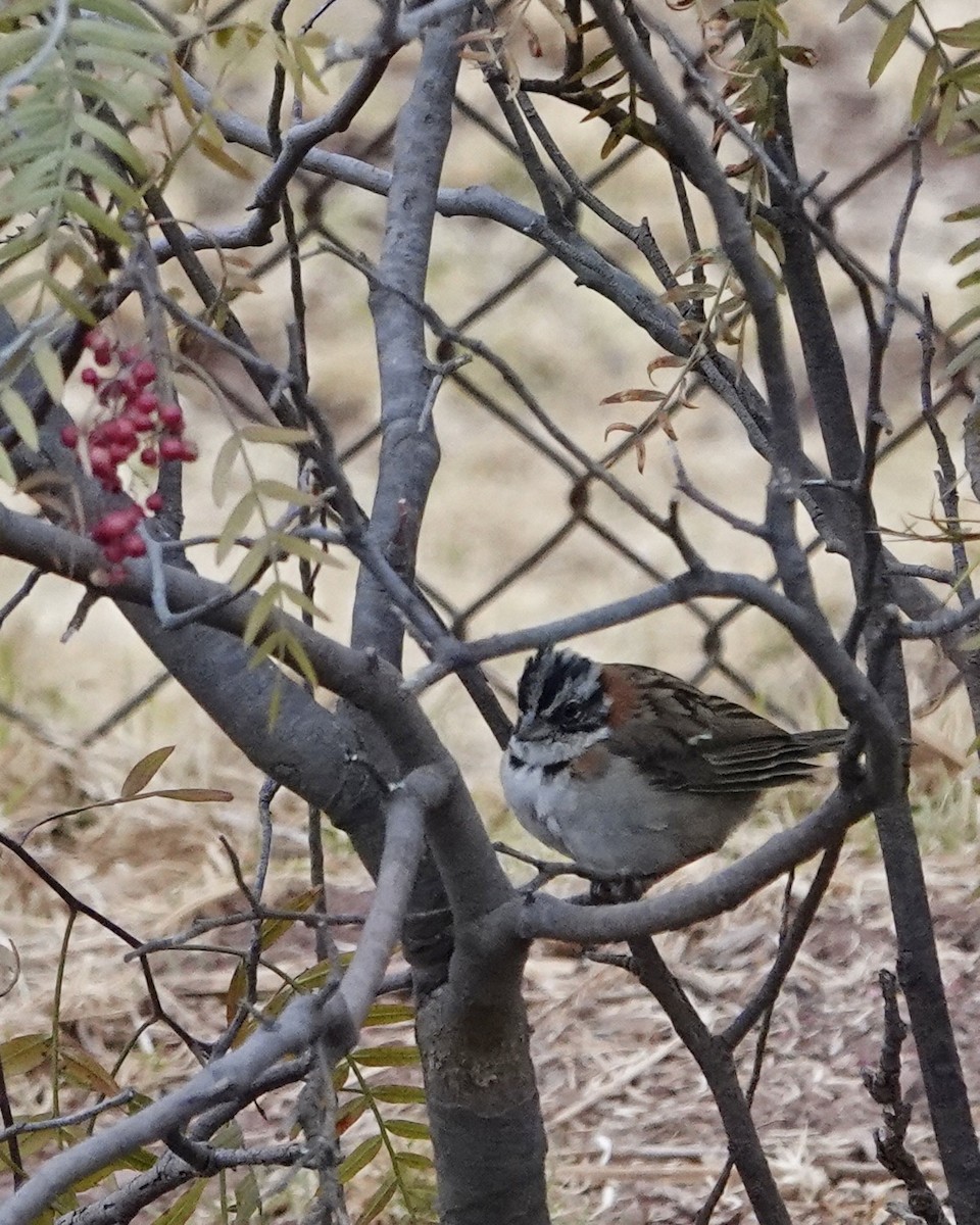 Rufous-collared Sparrow - ML642261122