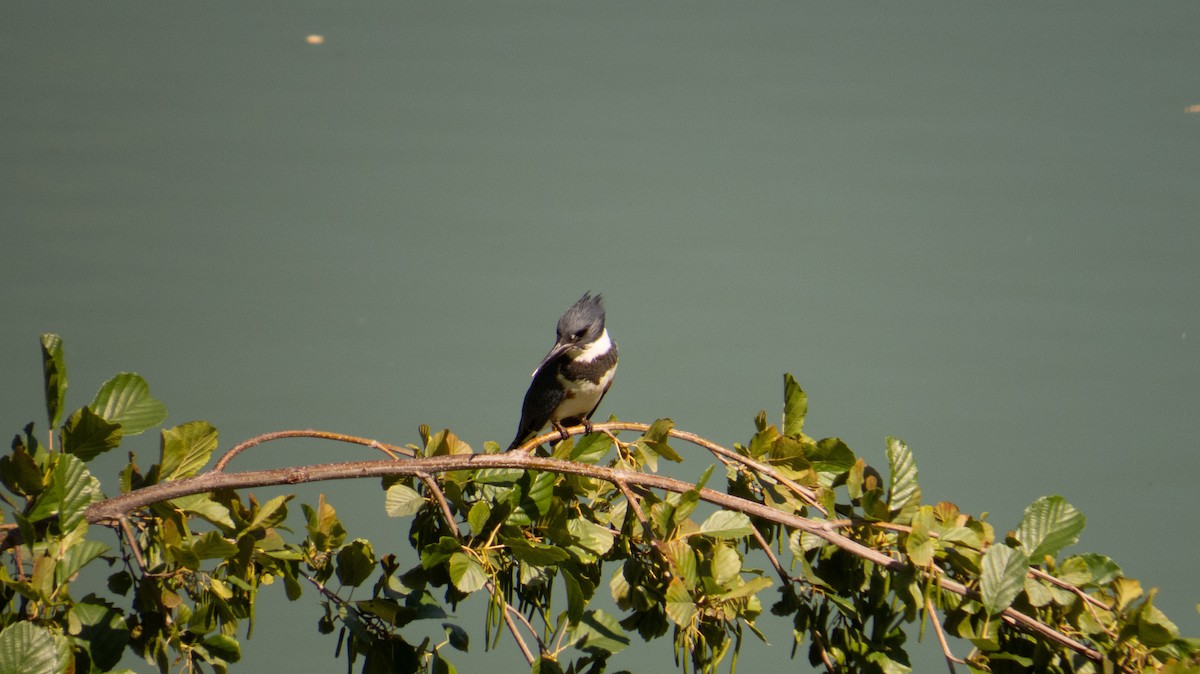 Belted Kingfisher - ML642261138