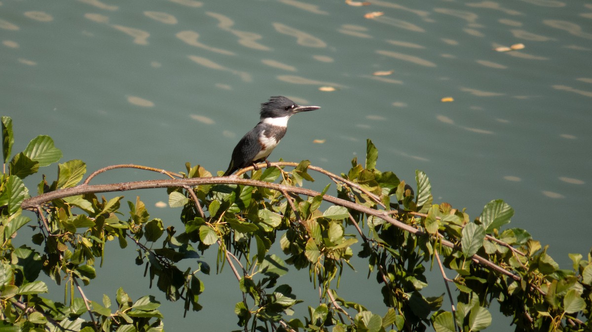 Belted Kingfisher - ML642261139