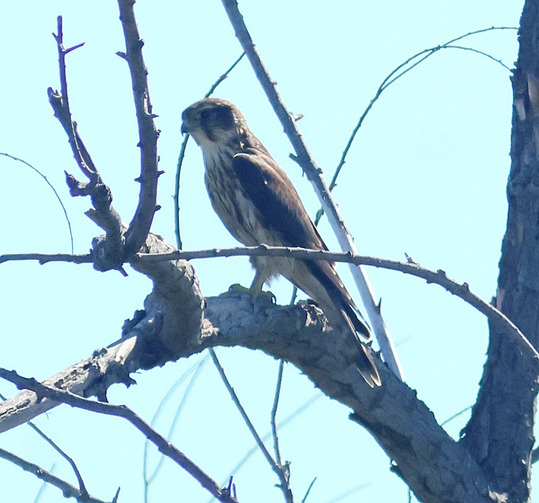 Merlin - ML642261142