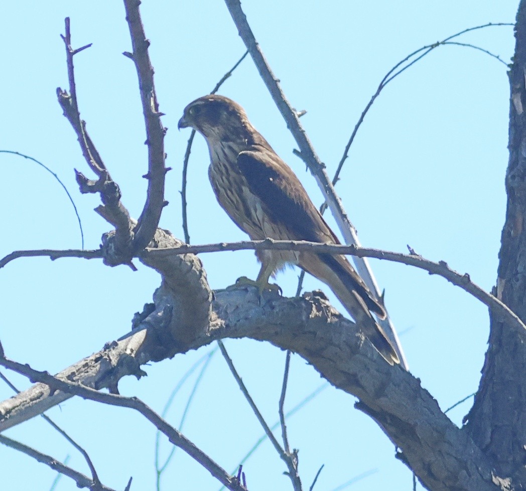 Merlin - ML642261144