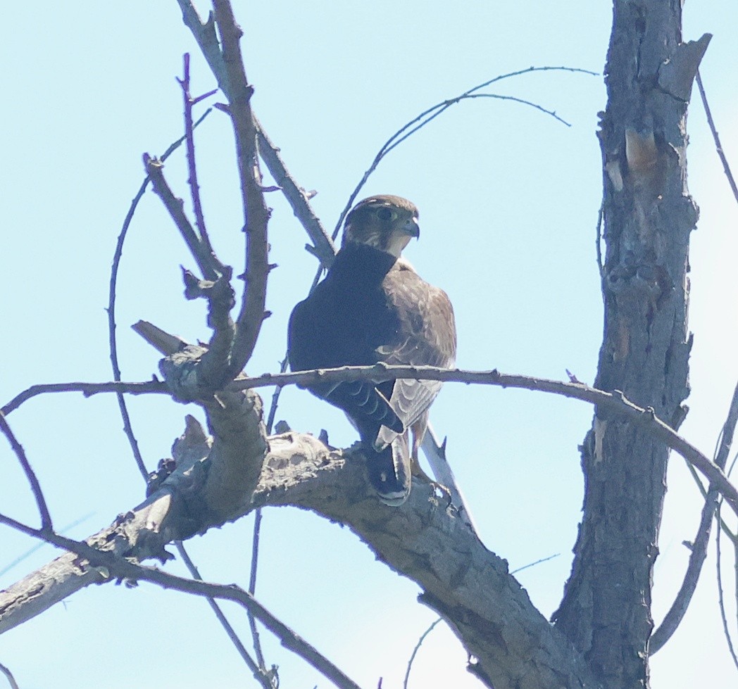 Merlin - ML642261145