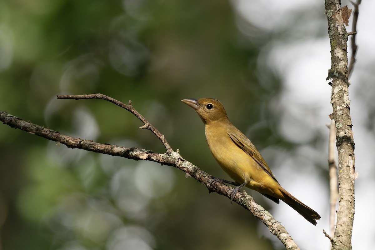 Piranga Roja - ML642261158