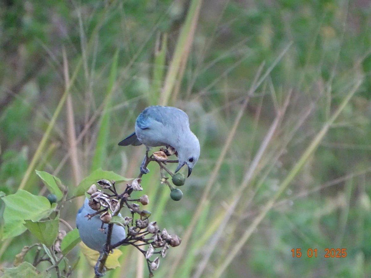 Blue-gray Tanager - ML642261199