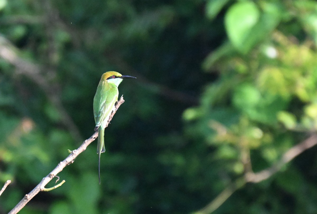 Asian Green Bee-eater - ML642261207