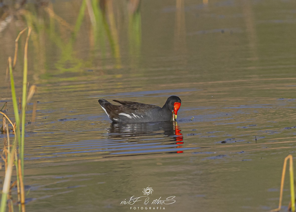 Common Gallinule - ML642261230