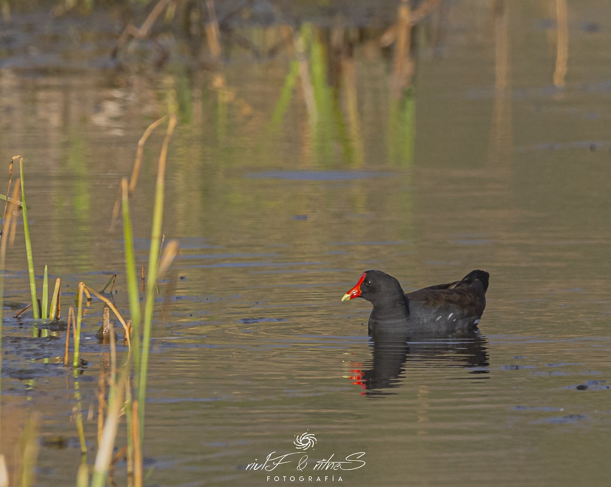 Common Gallinule - ML642261231