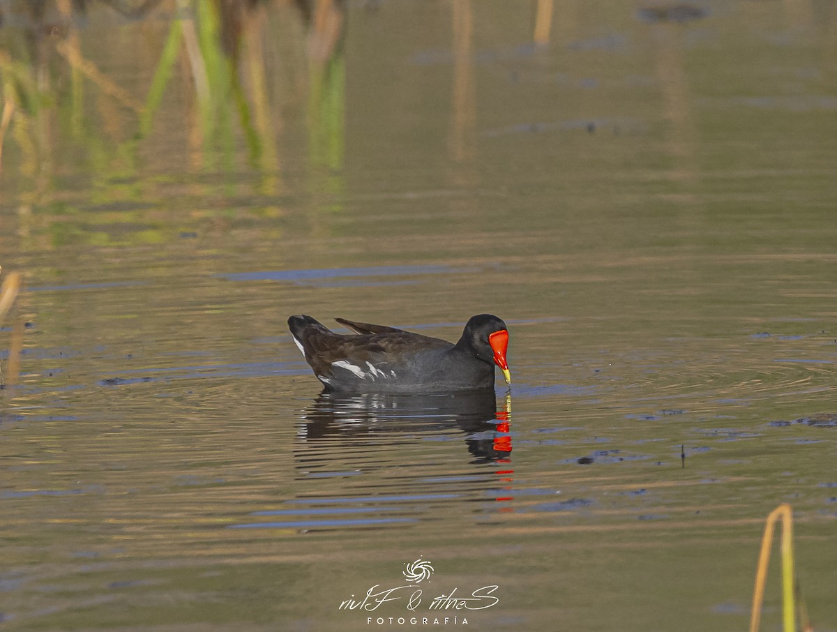 Common Gallinule - ML642261233