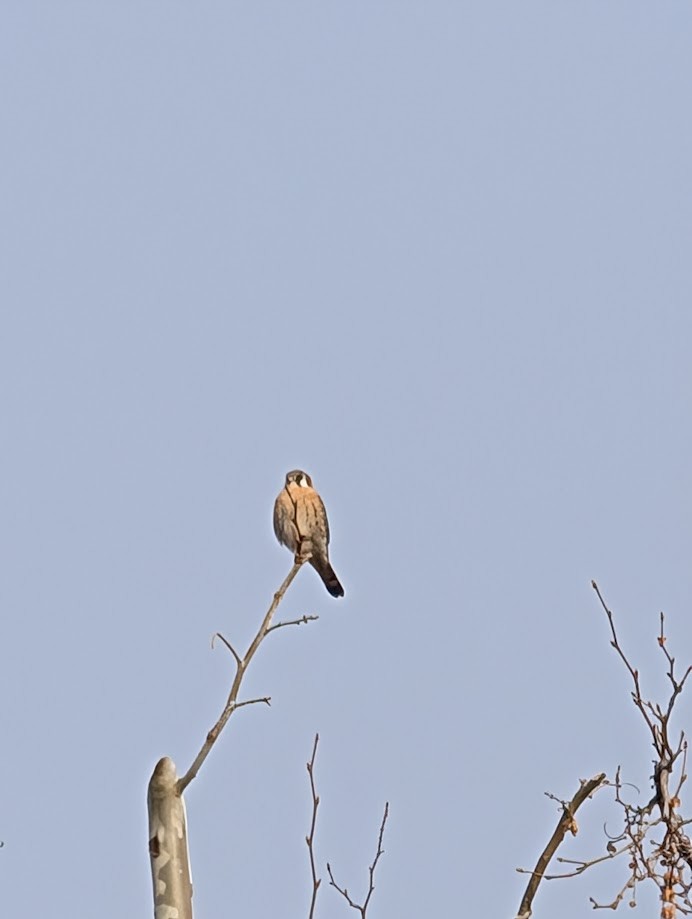 American Kestrel - ML642261235