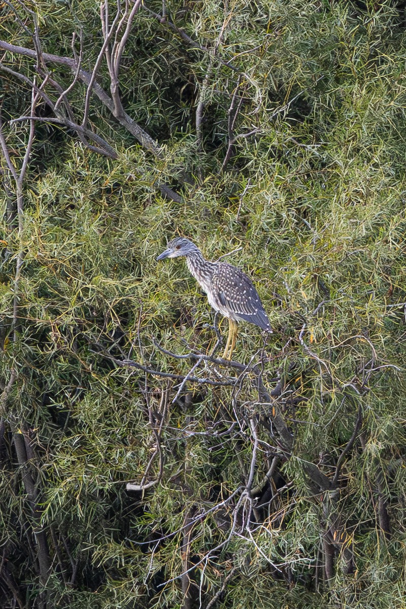 Yellow-crowned Night Heron - ML642261236