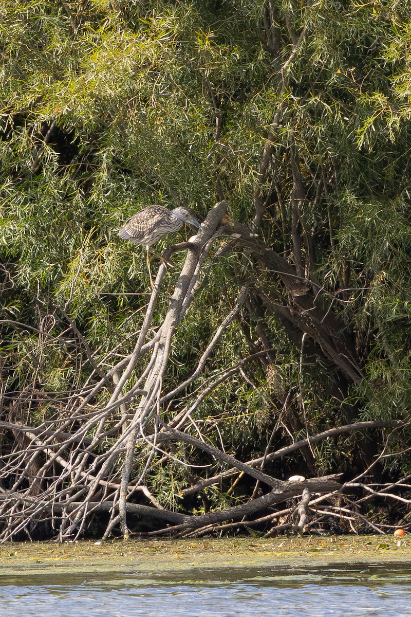 Yellow-crowned Night Heron - ML642261237