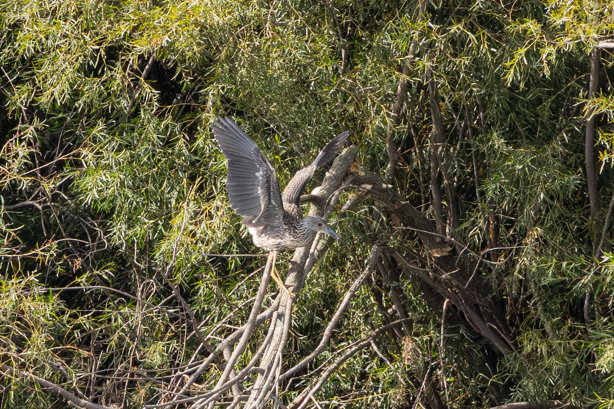 Yellow-crowned Night Heron - ML642261238