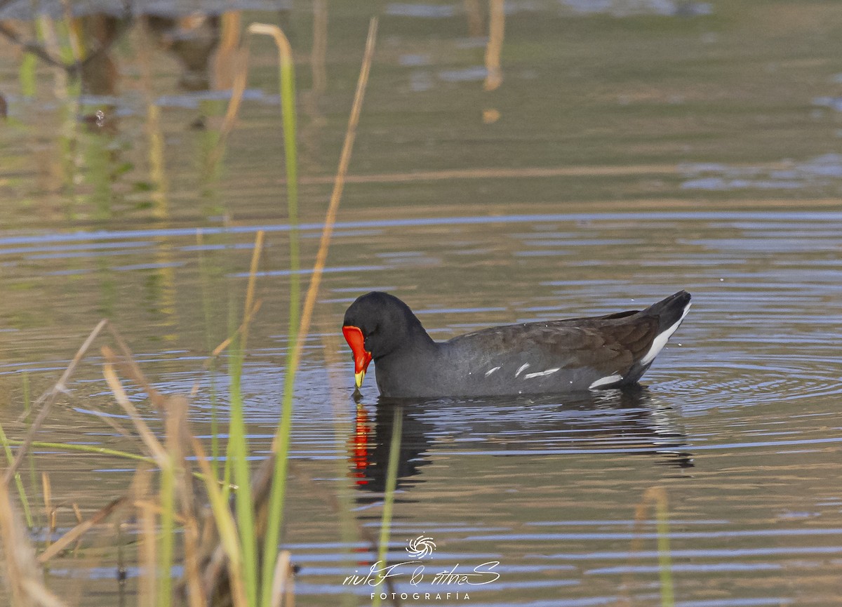 Common Gallinule - ML642261241