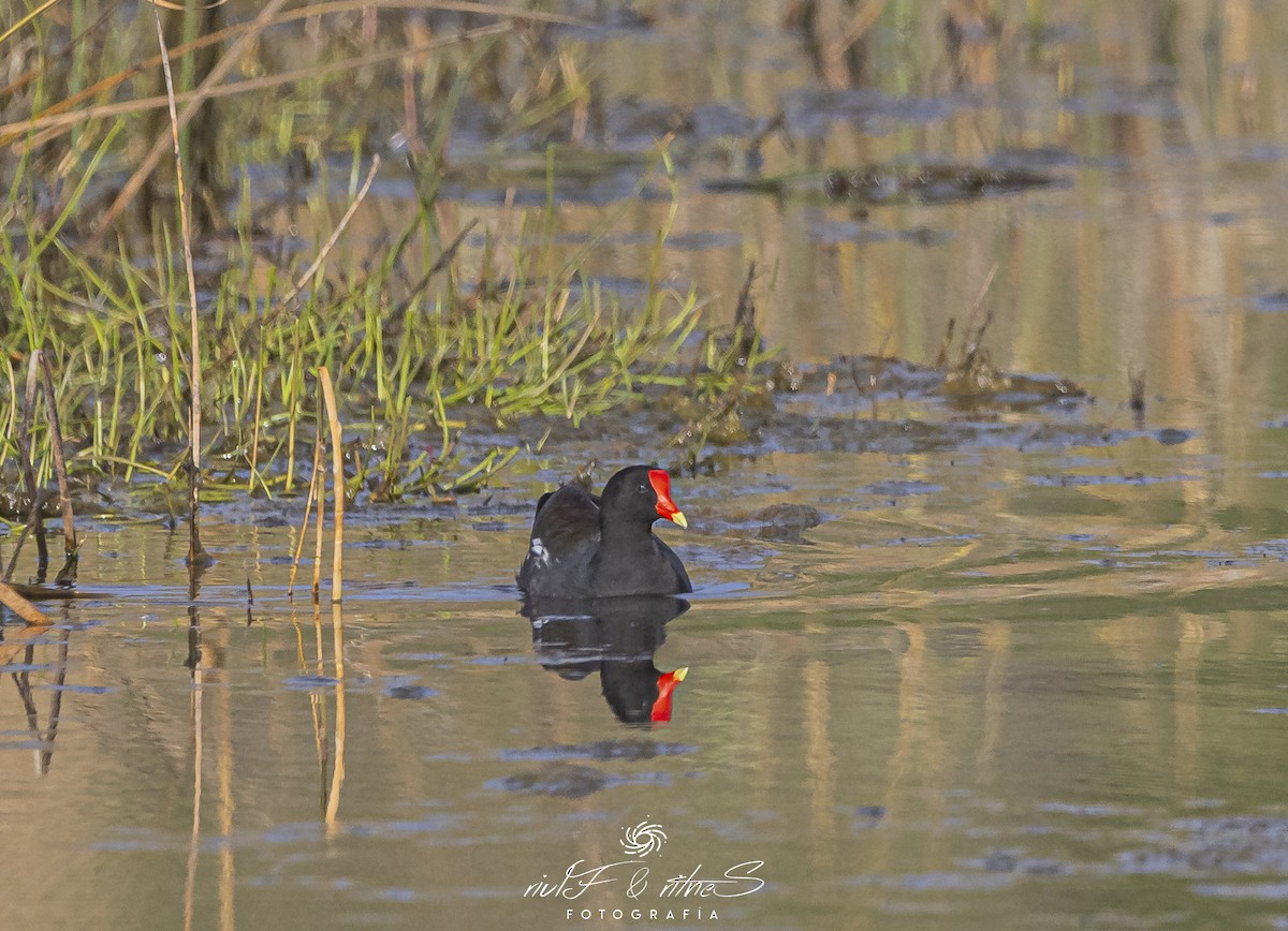 Common Gallinule - ML642261242