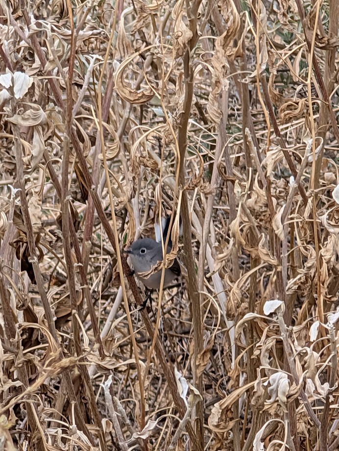 Blue-gray Gnatcatcher - ML642261246