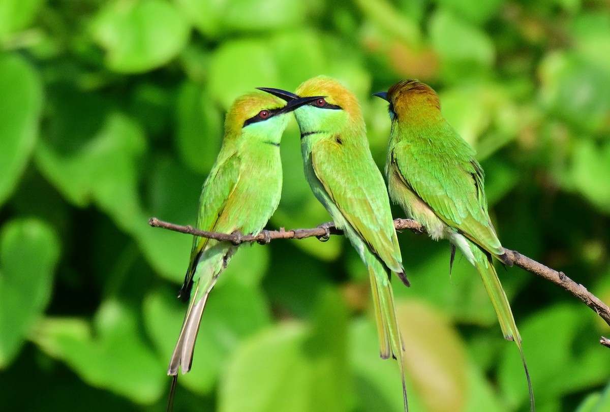 Asian Green Bee-eater - ML642261248