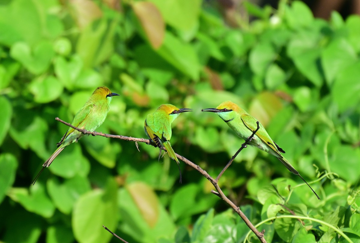 Asian Green Bee-eater - ML642261249