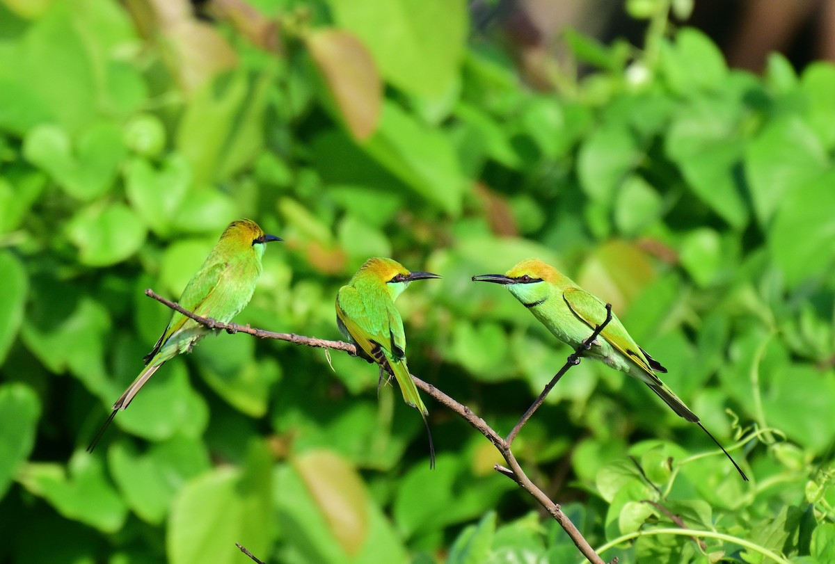 Asian Green Bee-eater - ML642261250