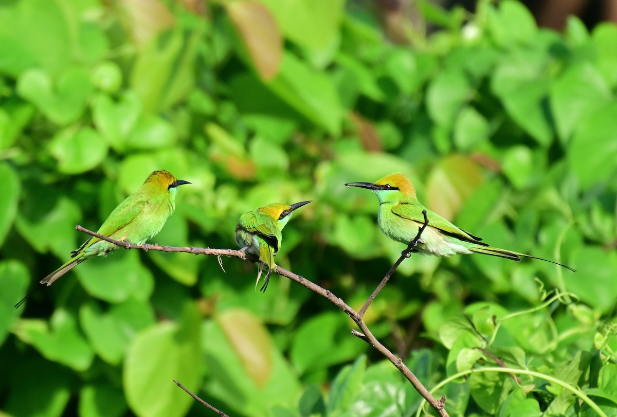 Asian Green Bee-eater - ML642261252