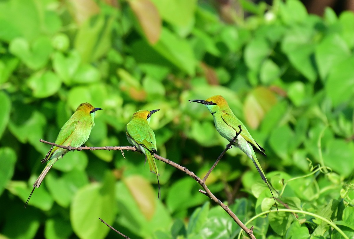 Asian Green Bee-eater - ML642261254