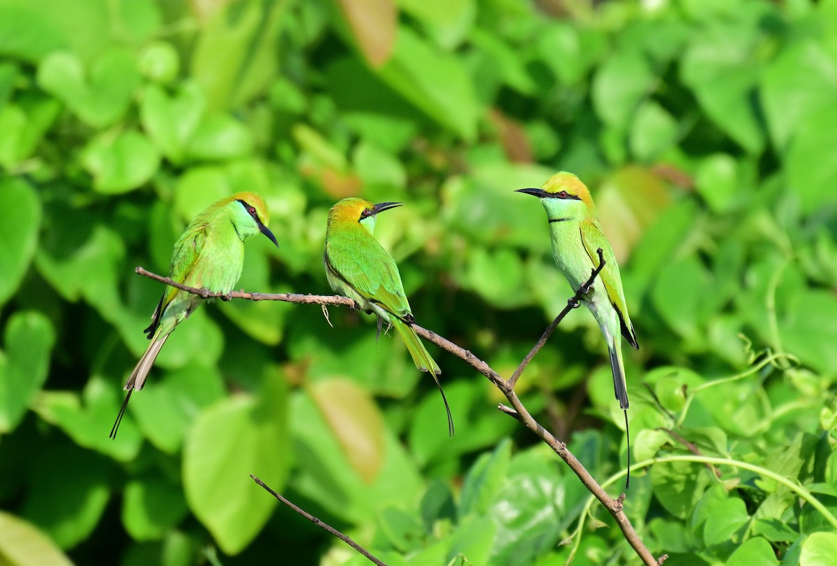 Asian Green Bee-eater - ML642261255