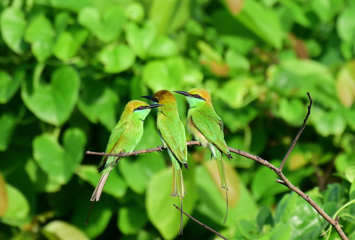 Asian Green Bee-eater - ML642261256