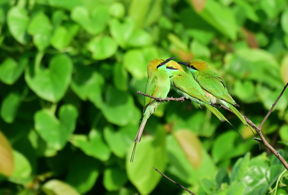 Asian Green Bee-eater - ML642261257