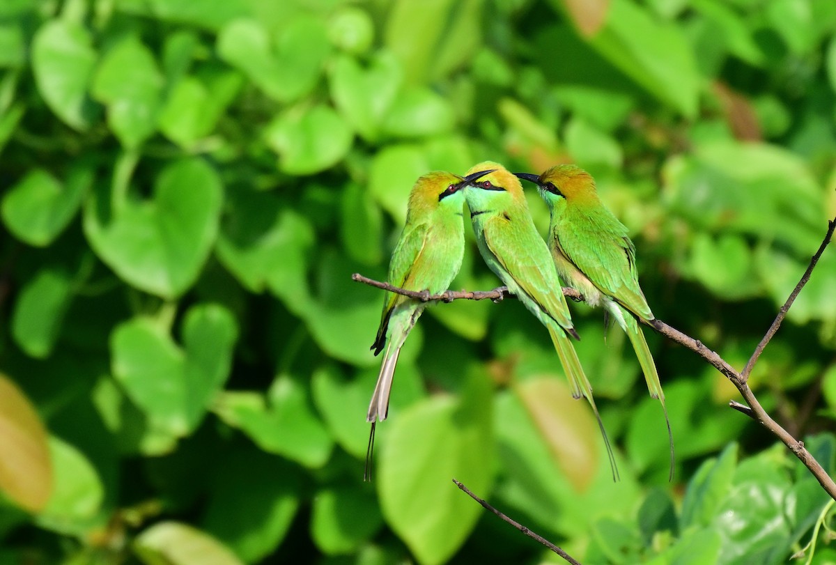 Asian Green Bee-eater - ML642261258