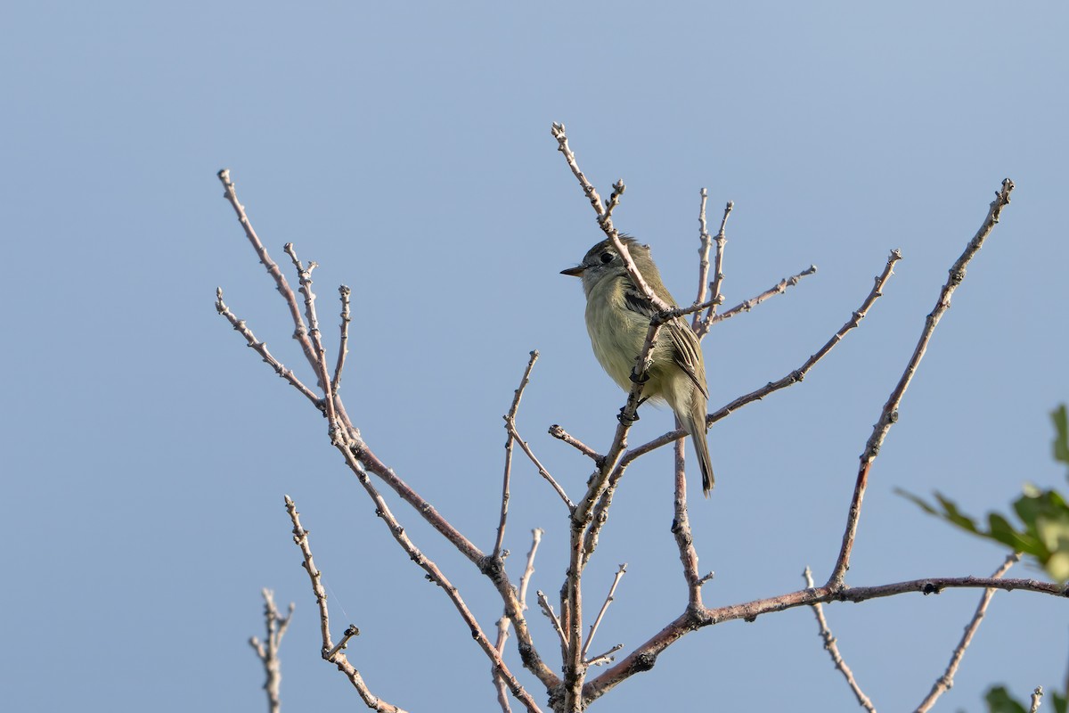 Hammond's Flycatcher - ML642261259