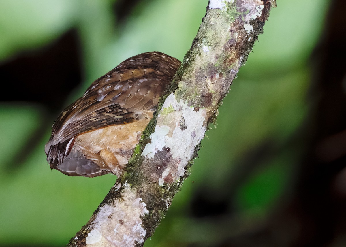 Reddish Scops-Owl - ML642261268