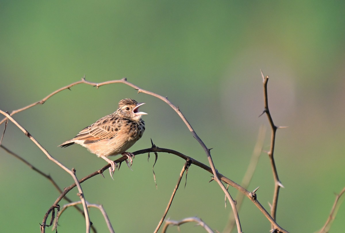 Jerdon's Bushlark - ML642261281