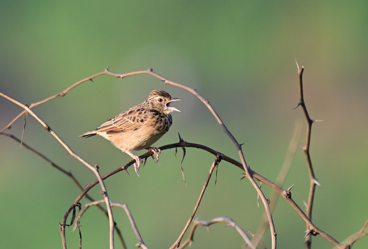 Jerdon's Bushlark - ML642261283