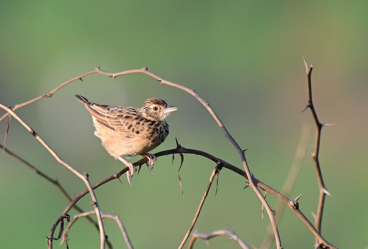 Jerdon's Bushlark - ML642261284