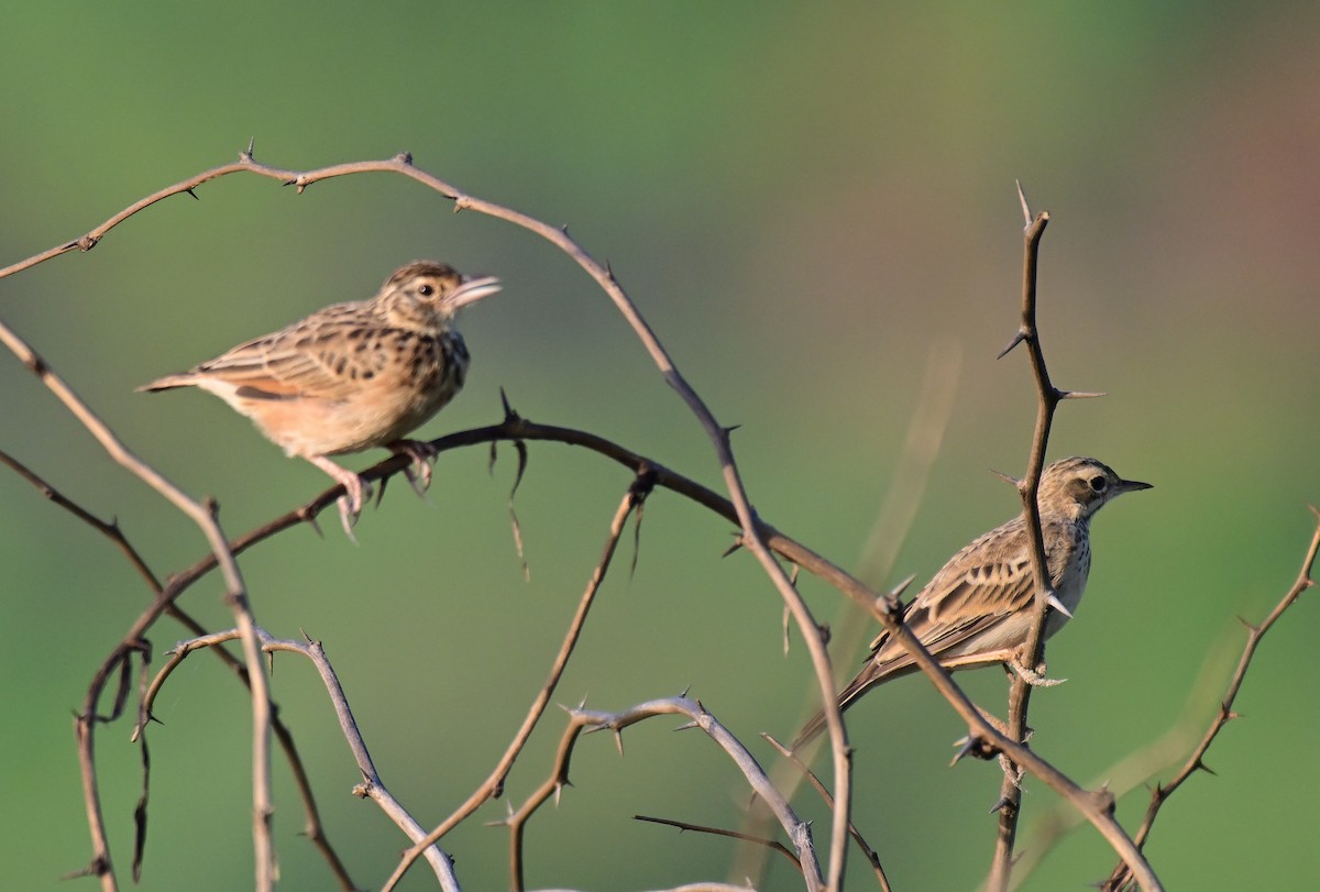 Jerdon's Bushlark - ML642261285