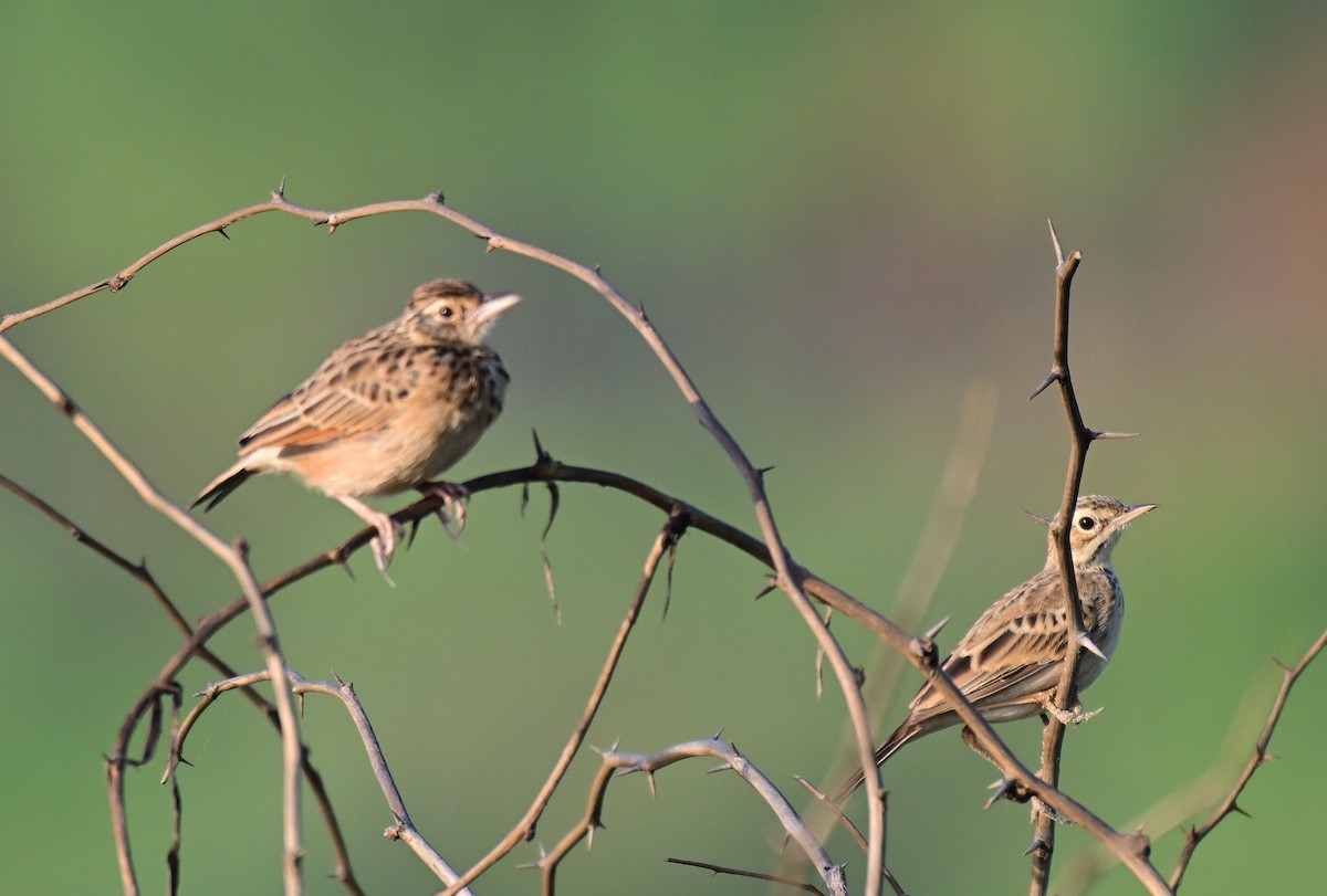 Jerdon's Bushlark - ML642261286