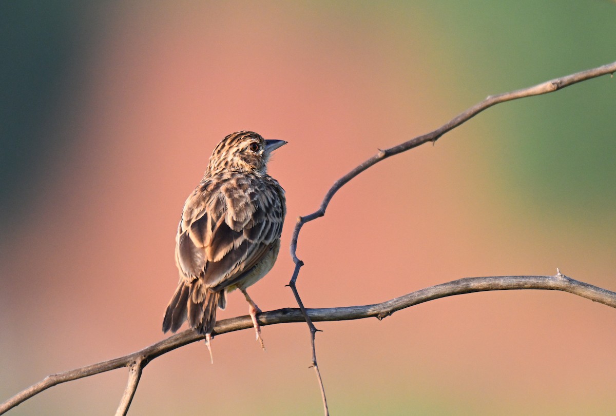 Jerdon's Bushlark - ML642261287