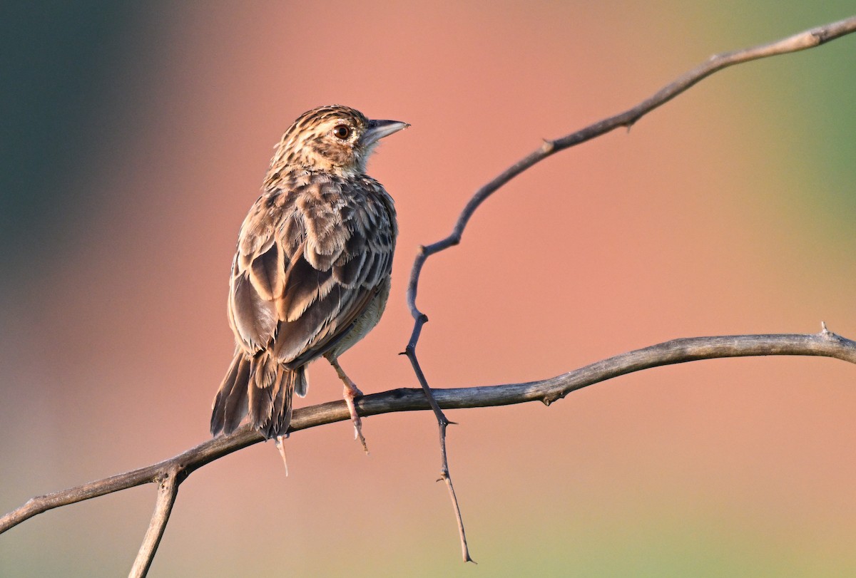 Jerdon's Bushlark - ML642261289