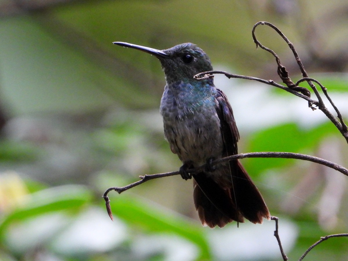 blåbrystkolibri - ML642261299