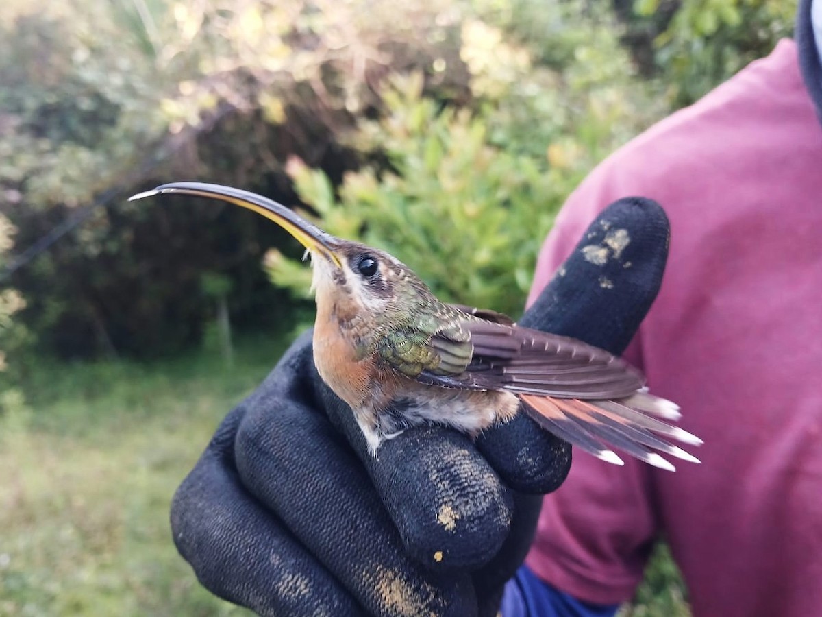 Rufous-breasted Hermit - ML642261323