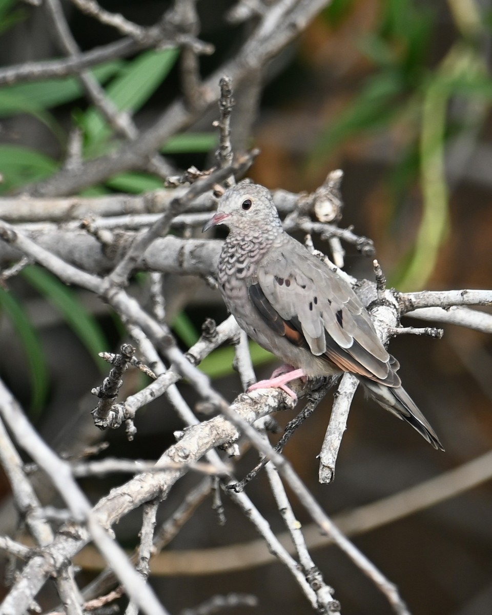 Common Ground Dove - ML642261327